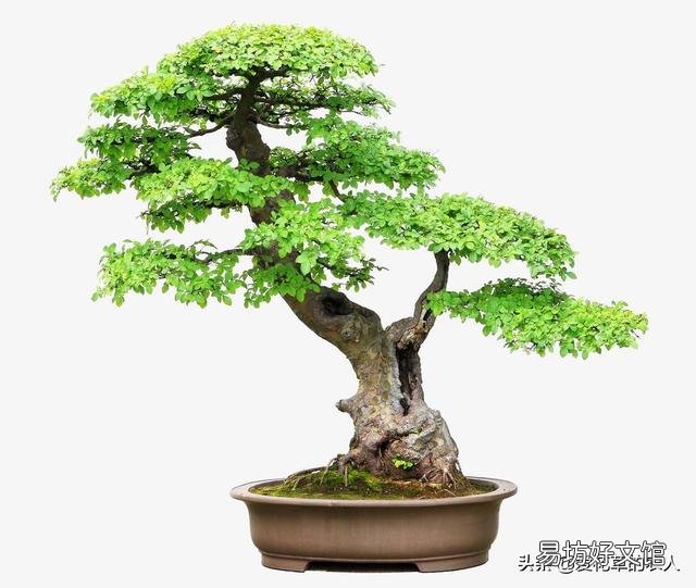 野外的老桩榆树可以冬天栽盆吗?