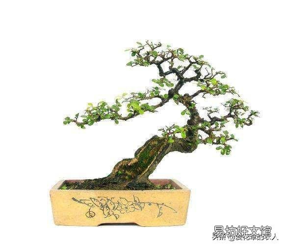 野外的老桩榆树可以冬天栽盆吗?