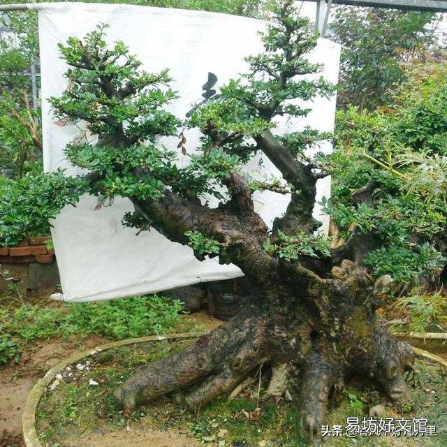 野外的老桩榆树可以冬天栽盆吗?