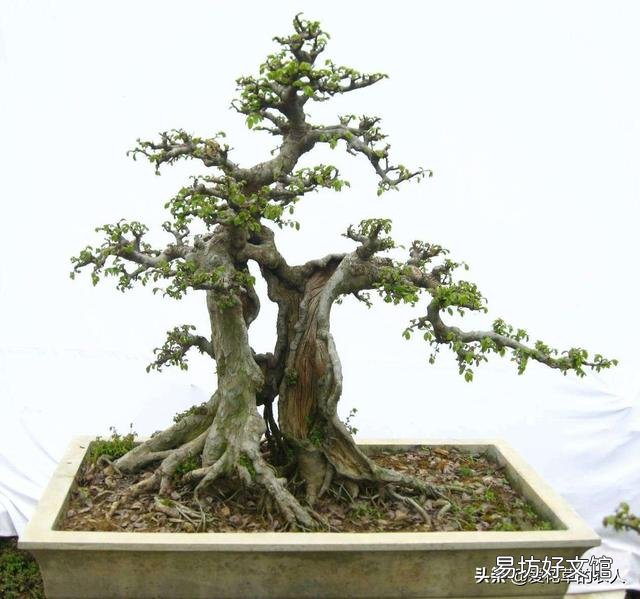 野外的老桩榆树可以冬天栽盆吗?