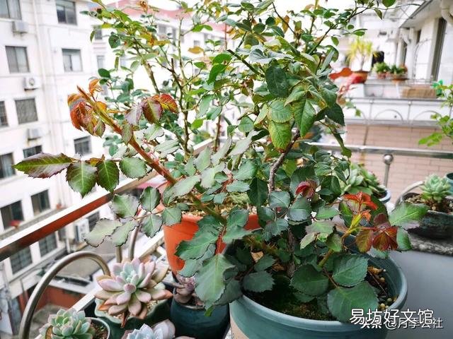 月季的笋枝是如何产生的?如何区分月季的笋芽和脚芽?