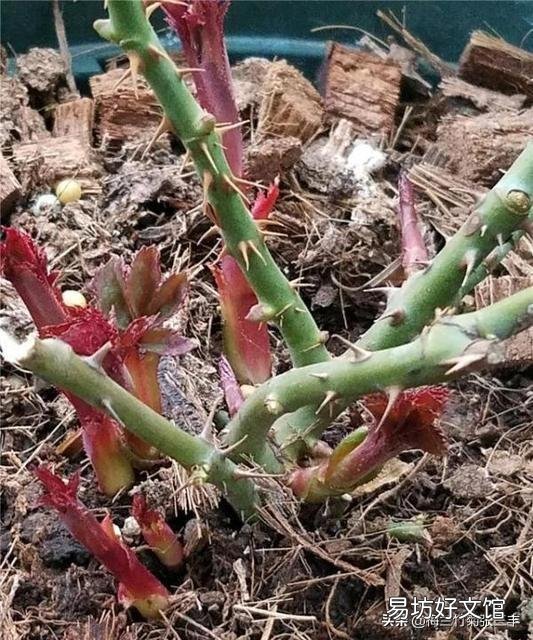月季的笋枝是如何产生的?如何区分月季的笋芽和脚芽?