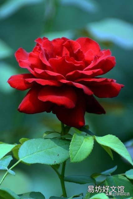 月季的笋枝是如何产生的?如何区分月季的笋芽和脚芽?