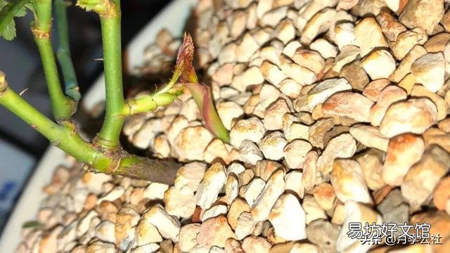 月季的笋枝是如何产生的?如何区分月季的笋芽和脚芽?