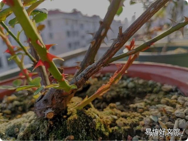 月季的笋枝是如何产生的?如何区分月季的笋芽和脚芽?