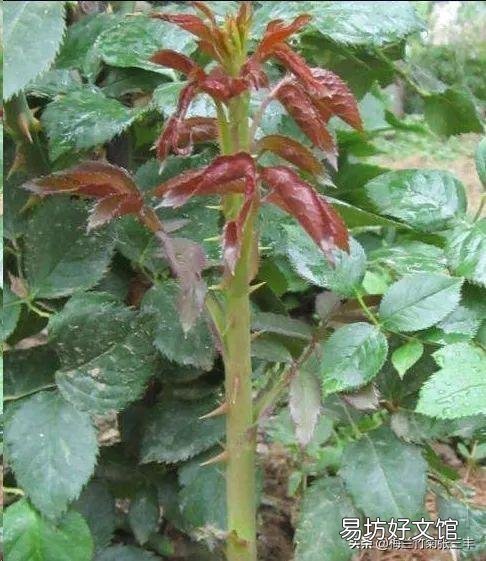 月季的笋枝是如何产生的?如何区分月季的笋芽和脚芽?