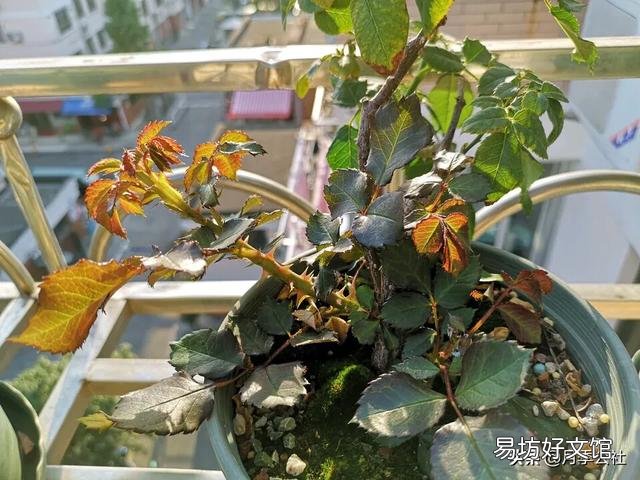 月季的笋枝是如何产生的?如何区分月季的笋芽和脚芽?