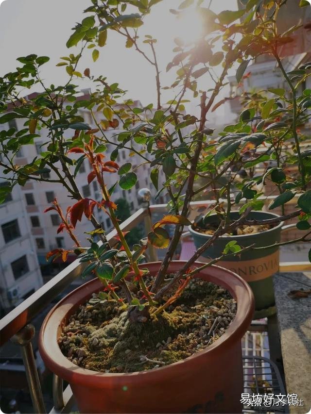 月季的笋枝是如何产生的?如何区分月季的笋芽和脚芽?