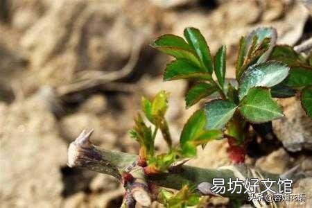 月季的笋枝是如何产生的?如何区分月季的笋芽和脚芽?