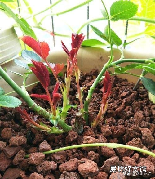 月季的笋枝是如何产生的?如何区分月季的笋芽和脚芽?