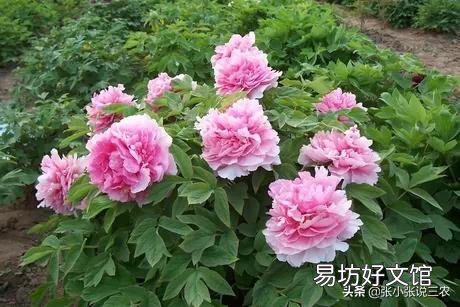 北方农村院子里种了几颗牡丹,到了冬季如何管理?
