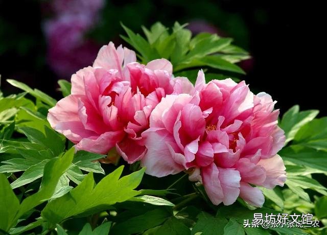 北方农村院子里种了几颗牡丹,到了冬季如何管理?