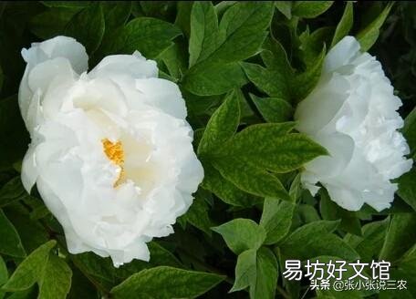 北方农村院子里种了几颗牡丹,到了冬季如何管理?