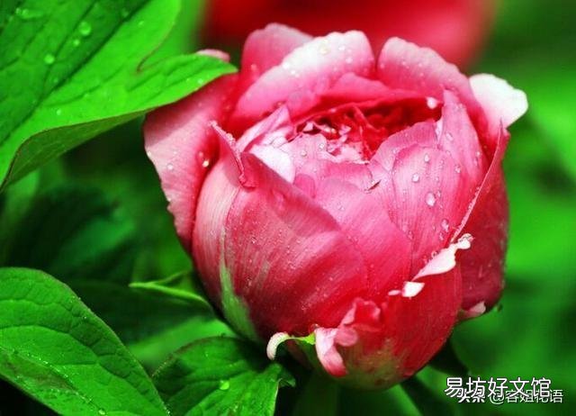 北方农村院子里种了几颗牡丹,到了冬季如何管理?