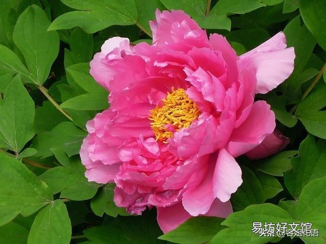北方农村院子里种了几颗牡丹,到了冬季如何管理?