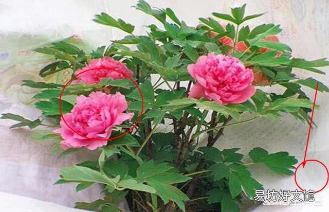 北方农村院子里种了几颗牡丹,到了冬季如何管理?