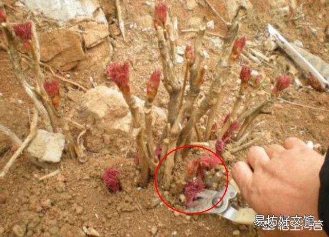 北方农村院子里种了几颗牡丹,到了冬季如何管理?