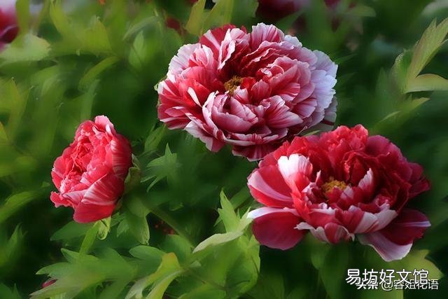 北方农村院子里种了几颗牡丹,到了冬季如何管理?
