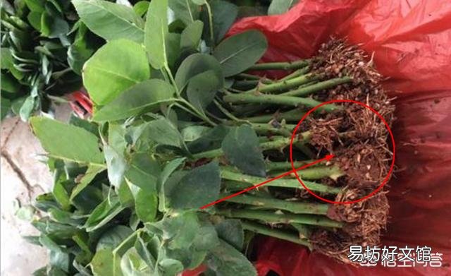 初冬季节,适合入手盆栽月季苗,还是裸根苗?为什么?