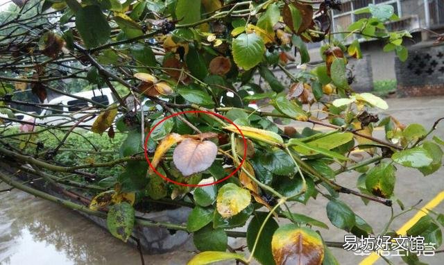 初冬季节,适合入手盆栽月季苗,还是裸根苗?为什么?