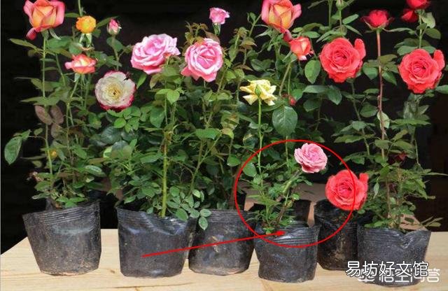 初冬季节,适合入手盆栽月季苗,还是裸根苗?为什么?