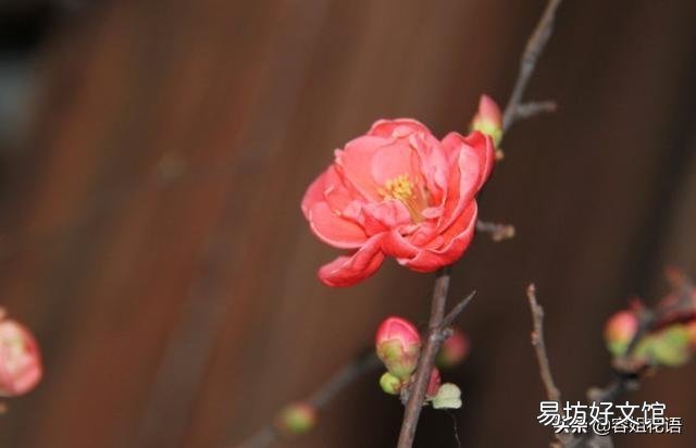 红梅什么时候发芽?