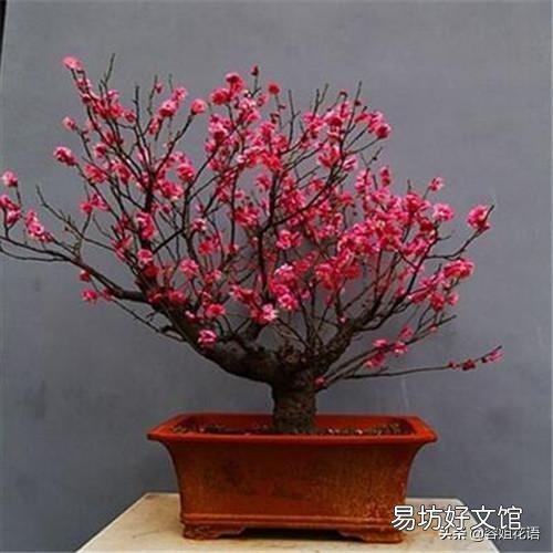 红梅什么时候发芽?