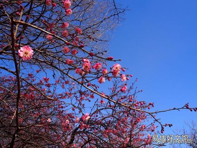 红梅什么时候发芽?