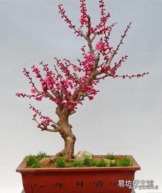 红梅什么时候发芽?