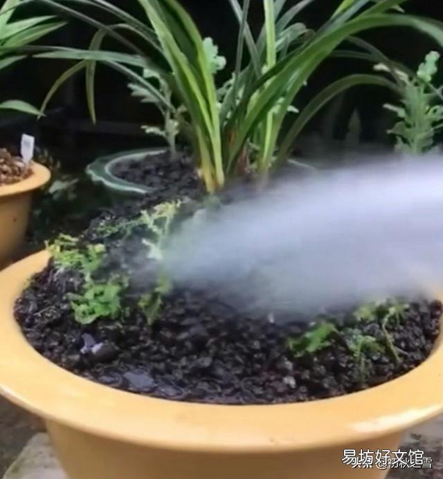 十一月兰叶可否喷水吗?`?