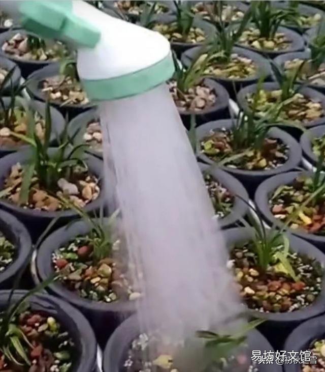 十一月兰叶可否喷水吗?`?