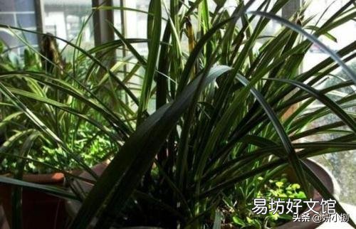 十一月兰叶可否喷水吗?`?