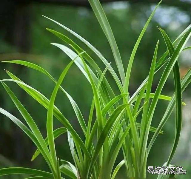 十一月兰叶可否喷水吗?`?