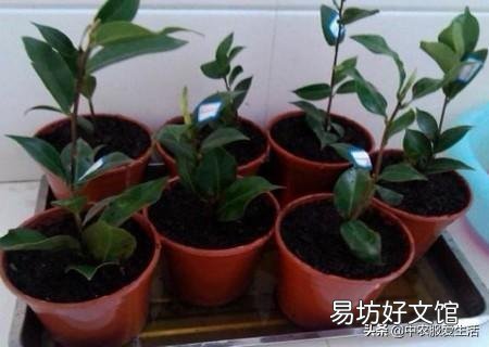 一进入十二月份了茶花有花苞了可以用塑料袋套住花盆盆面吗?为什么?