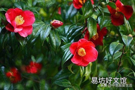一进入十二月份了茶花有花苞了可以用塑料袋套住花盆盆面吗?为什么?