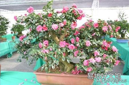 一进入十二月份了茶花有花苞了可以用塑料袋套住花盆盆面吗?为什么?