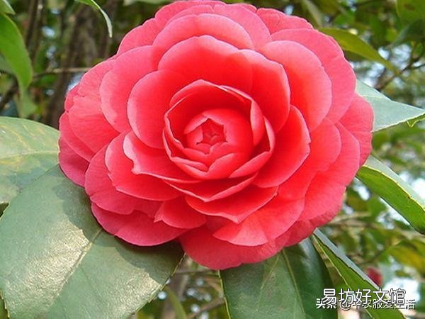 一进入十二月份了茶花有花苞了可以用塑料袋套住花盆盆面吗?为什么?