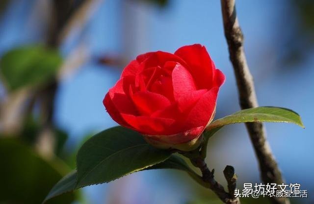 一进入十二月份了茶花有花苞了可以用塑料袋套住花盆盆面吗?为什么?