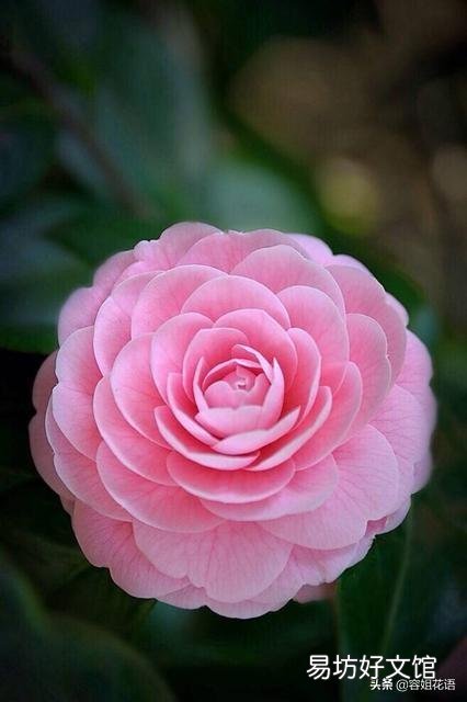 一进入十二月份了茶花有花苞了可以用塑料袋套住花盆盆面吗?为什么?