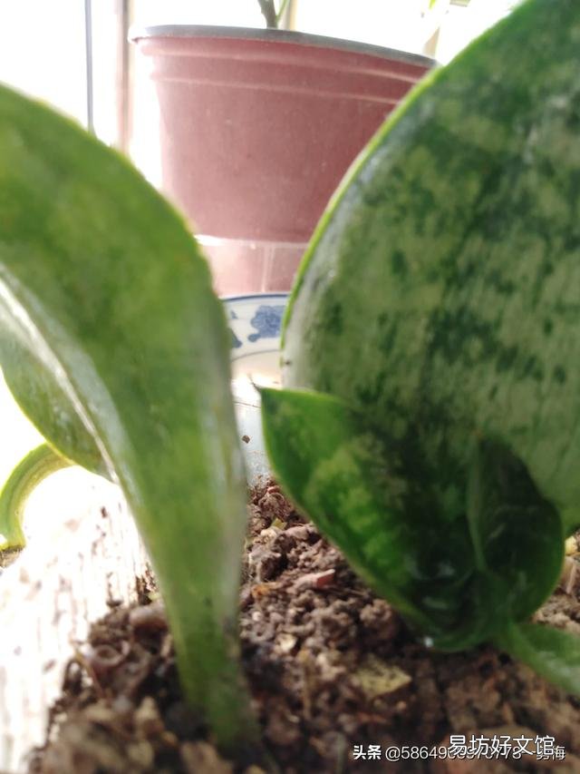 今天虎皮兰上盘明天在浇水行吗?