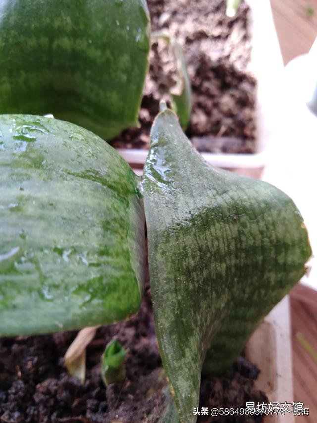 今天虎皮兰上盘明天在浇水行吗?