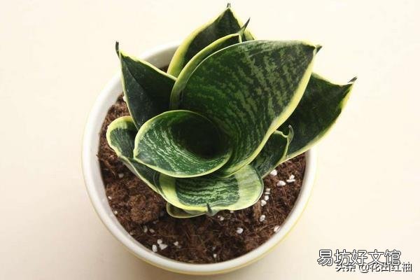 今天虎皮兰上盘明天在浇水行吗?