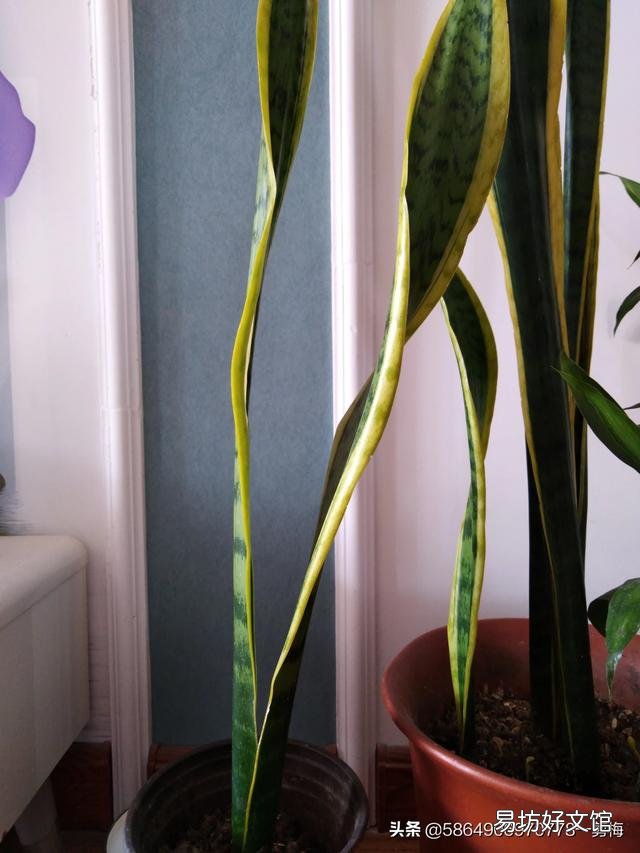 今天虎皮兰上盘明天在浇水行吗?