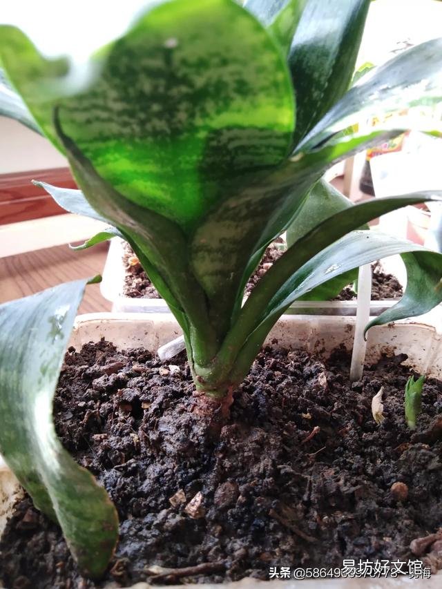 今天虎皮兰上盘明天在浇水行吗?