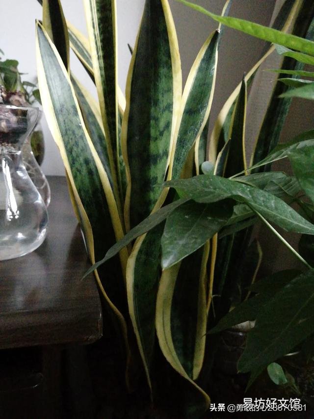 今天虎皮兰上盘明天在浇水行吗?