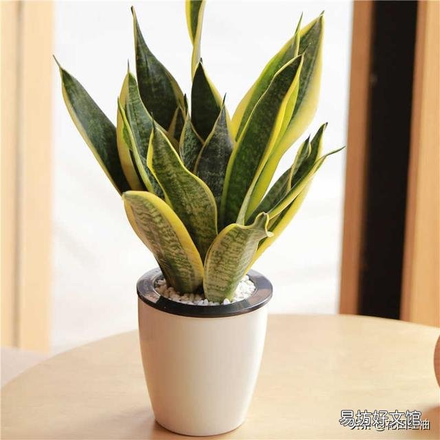 今天虎皮兰上盘明天在浇水行吗?