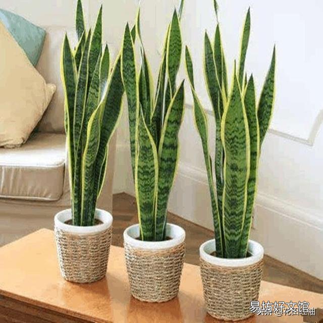 今天虎皮兰上盘明天在浇水行吗?