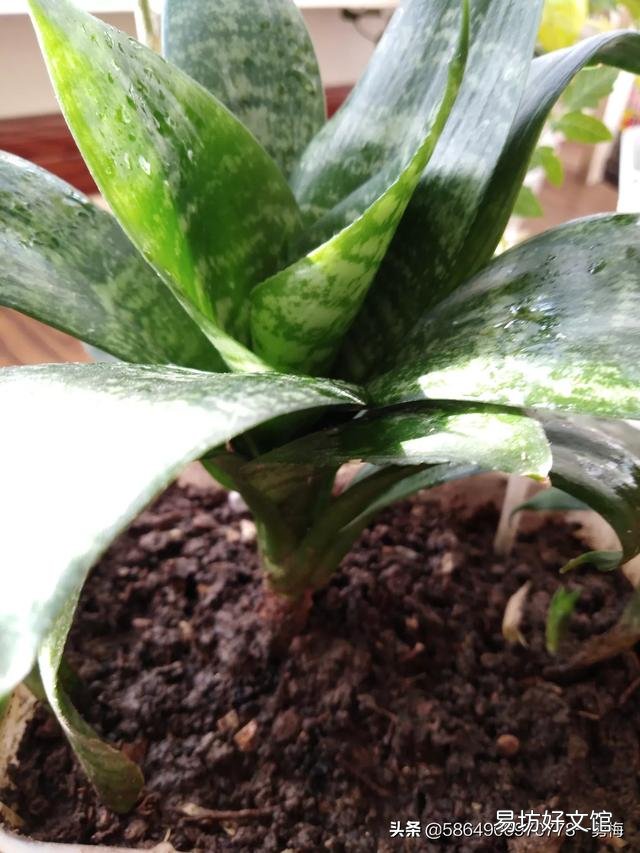 今天虎皮兰上盘明天在浇水行吗?