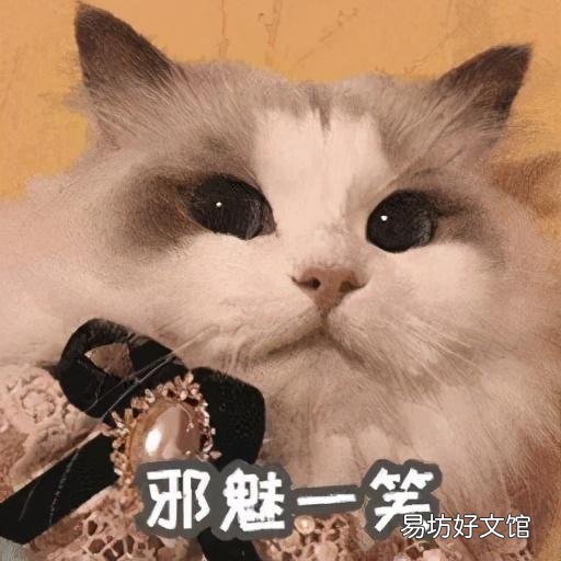 什么叫海豹双色布偶猫(海豹双色布偶猫图片)