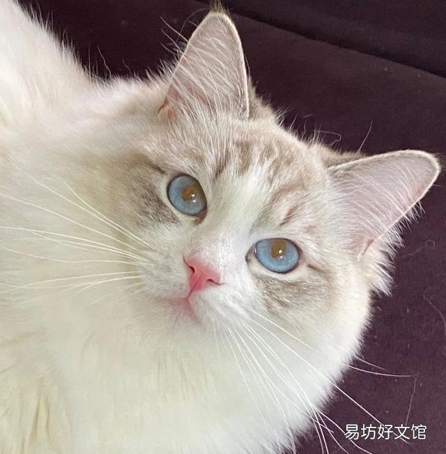 什么叫海豹双色布偶猫(海豹双色布偶猫图片)